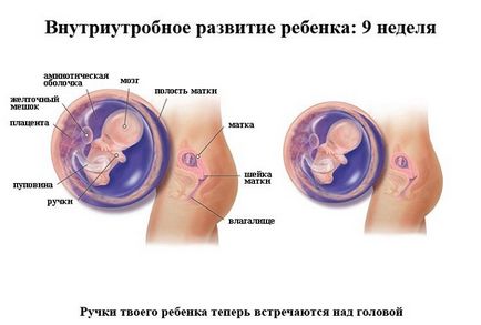 Dezvoltarea fetală pentru săptămâni de sarcină în imagini