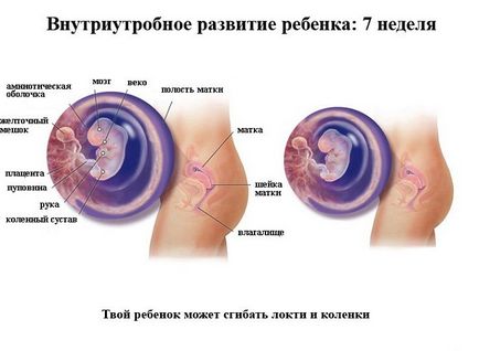 Dezvoltarea fetală pentru săptămâni de sarcină în imagini