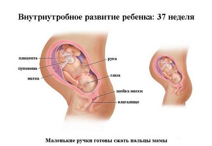 Dezvoltarea fetală pentru săptămâni de sarcină în imagini