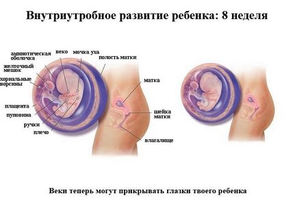 Dezvoltarea fetală pentru săptămâni de sarcină în imagini