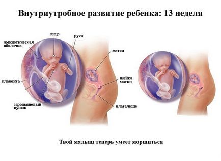 Dezvoltarea fetală pentru săptămâni de sarcină în imagini