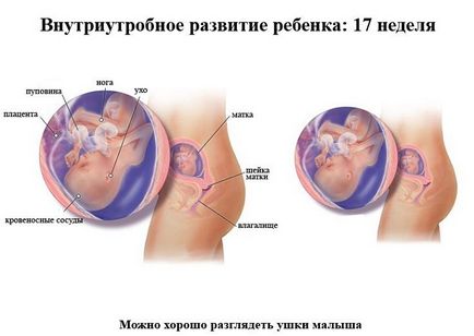 Dezvoltarea fetală pentru săptămâni de sarcină în imagini