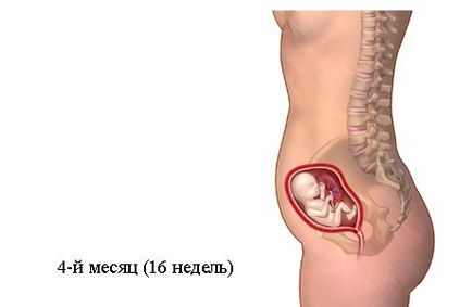 Dezvoltarea fetală pentru săptămâni de sarcină în imagini