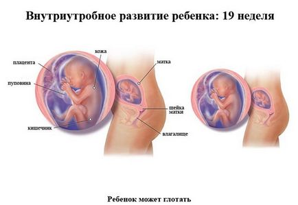 Dezvoltarea fetală pentru săptămâni de sarcină în imagini