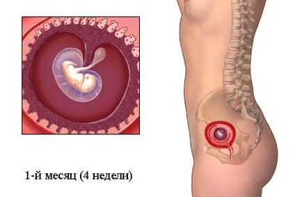 Dezvoltarea fetală pentru săptămâni de sarcină în imagini