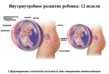 Dezvoltarea fetală pentru săptămâni de sarcină în imagini