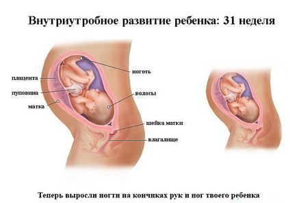 Dezvoltarea fetală pentru săptămâni de sarcină în imagini