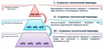 Розвиток свинарства в росії