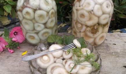 Рецепти засолювання груздів під гнітом як солити гриби на зиму різними способами