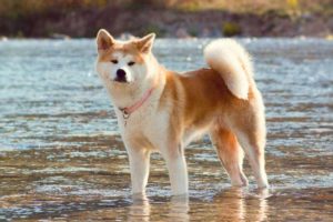 Evaluarea câinilor de diferite rase, japoneze, mari, cheli