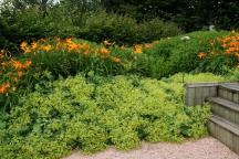 Сади аппельтерн - цілорічна ландшафтна виставка під відкритим небом Голландії, я і ландшафтний