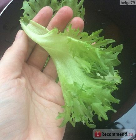 Salad leader fresh (ooo agrolidere) frellis într-o oală - 