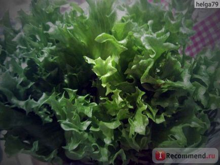 Salad leader fresh (ooo agrolidere) frellis într-o oală - 