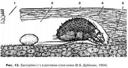 Rühösség - szól állatgyógyászati