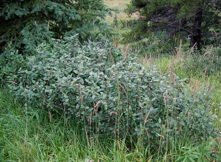 Speciile Sheferdia, trăsături de îngrijire, tăiere, reproducere