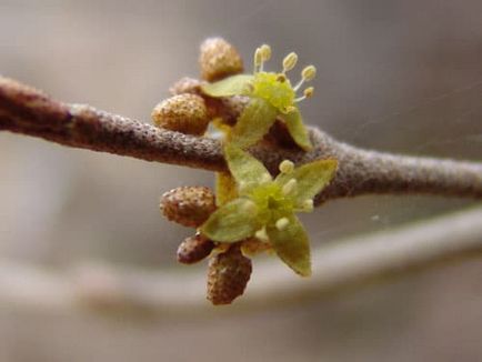 Speciile Sheferdia, trăsături de îngrijire, tăiere, reproducere