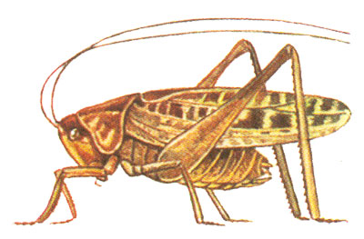 Шкільний атлас-визначник комах