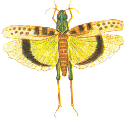 Шкільний атлас-визначник комах