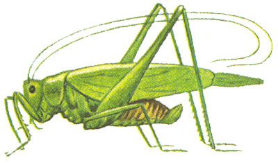 Шкільний атлас-визначник комах