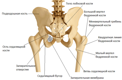 Conectarea oaselor pelvine, caracteristicile lor, diferențele de sex