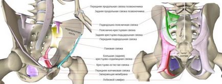 З'єднання кісток таза, їх особливості, статеві відмінності