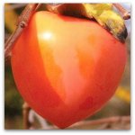 Varietate de persimmons