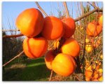 Varietate de persimmons