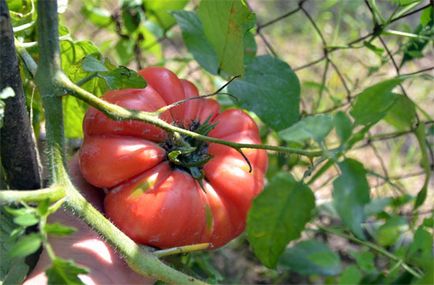 A különböző paradicsom „Pink Giant” - jellemzők és leírás, vélemények, képek paradicsom