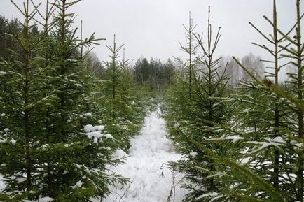 Sfaturi pentru forestieri cum să alegi un pom de Crăciun