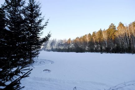 Поради лісників як вибрати ялинку