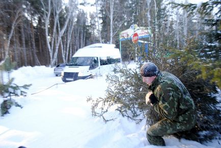 Поради лісників як вибрати ялинку