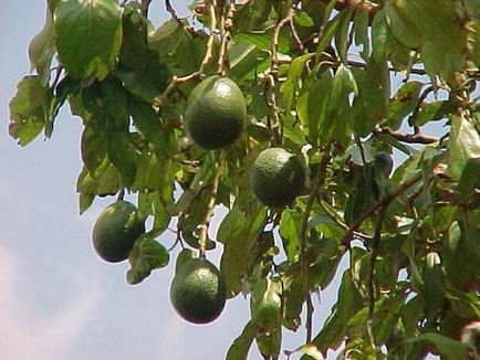 Поради з вирощування авокадо з кісточки вдома