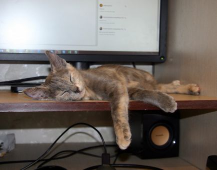 Co-alvás macskák tulajdonosai miért történik