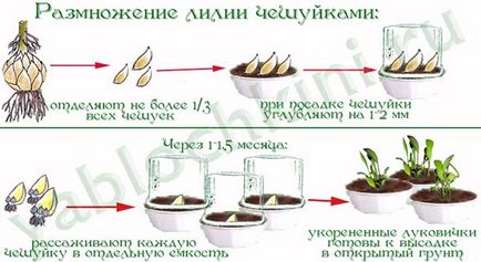 Способи розмноження лілій лусочками, живцями, бульбочками, насінням