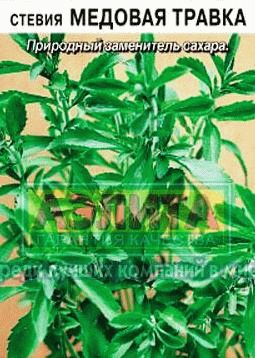 Soiuri Stevia, crescând din semințe și butași, beneficii pentru sănătate, grădinar de zi