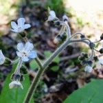 Soiuri Stevia, crescând din semințe și butași, beneficii pentru sănătate, grădinar de zi