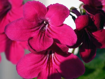 Fotografiile și speciile streptocarpus, cultivarea și îngrijirea la domiciliu