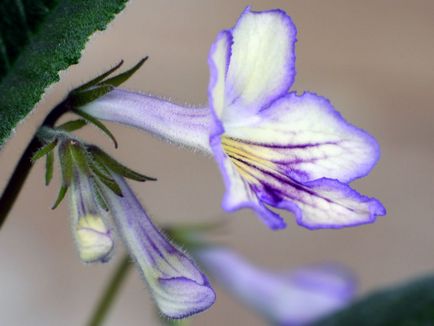 Fotografiile și speciile streptocarpus, cultivarea și îngrijirea la domiciliu