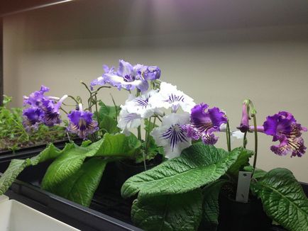 Fotografiile și speciile streptocarpus, cultivarea și îngrijirea la domiciliu