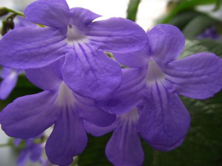 Fotografiile și speciile streptocarpus, cultivarea și îngrijirea la domiciliu