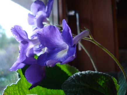 Fotografiile și speciile streptocarpus, cultivarea și îngrijirea la domiciliu