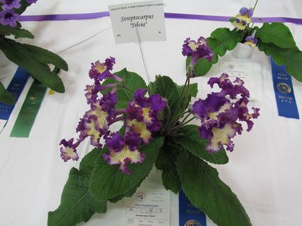 Fotografiile și speciile streptocarpus, cultivarea și îngrijirea la domiciliu