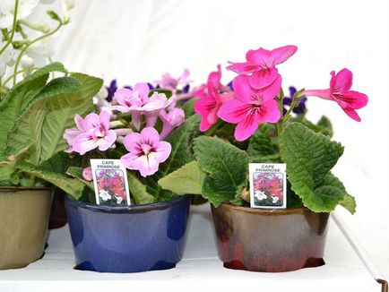 Fotografiile și speciile streptocarpus, cultivarea și îngrijirea la domiciliu