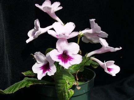 Fotografiile și speciile streptocarpus, cultivarea și îngrijirea la domiciliu