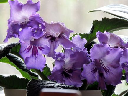 Fotografiile și speciile streptocarpus, cultivarea și îngrijirea la domiciliu