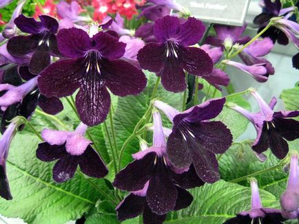 Fotografiile și speciile streptocarpus, cultivarea și îngrijirea la domiciliu