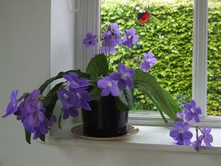 Fotografiile și speciile streptocarpus, cultivarea și îngrijirea la domiciliu