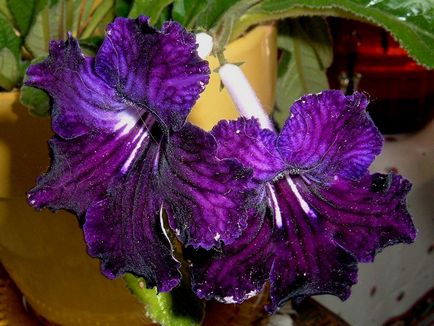 Fotografiile și speciile streptocarpus, cultivarea și îngrijirea la domiciliu