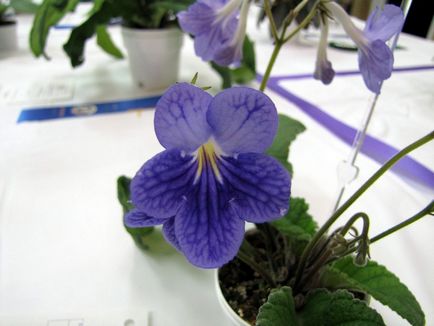 Fotografiile și speciile streptocarpus, cultivarea și îngrijirea la domiciliu