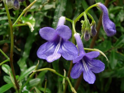 Fotografiile și speciile streptocarpus, cultivarea și îngrijirea la domiciliu